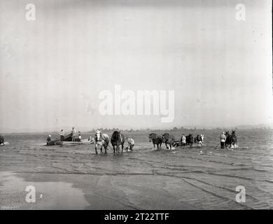 Fischer in der Nähe von Astoria, Oregon, nutzen Pferde und Motorboote, um Strandwaden zu ziehen und Lachse im Columbia River zu fangen. Stockfoto