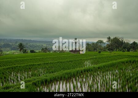 Die „Jatiluwih“-Reisterrassen auf der indonesischen Insel Bali Stockfoto