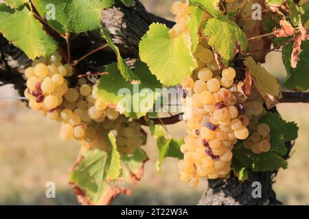 Monbazillac. Traubenbündel mit Beginn der Edelfäule (Botrytis cinerea) Reifezeichen für die Ernte in den Reben und Weinbergen von Monbazi Stockfoto