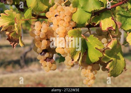 Monbazillac. Traubenbündel mit Beginn der Edelfäule (Botrytis cinerea) Reifezeichen für die Ernte in den Reben und Weinbergen von Monbazi Stockfoto