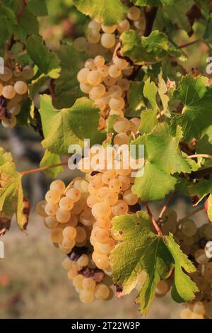 Monbazillac. Traubenbündel mit Beginn der Edelfäule (Botrytis cinerea) Reifezeichen für die Ernte in den Reben und Weinbergen von Monbazi Stockfoto