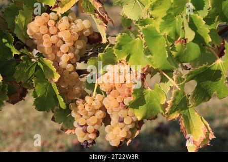 Monbazillac. Traubenbündel mit Beginn der Edelfäule (Botrytis cinerea) Reifezeichen für die Ernte in den Reben und Weinbergen von Monbazi Stockfoto