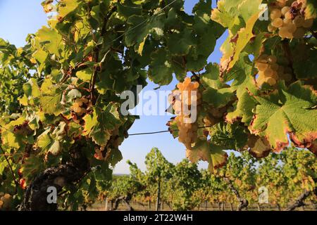 Monbazillac. Traubenbündel mit Beginn der Edelfäule (Botrytis cinerea) Reifezeichen für die Ernte in den Reben und Weinbergen von Monbazi Stockfoto