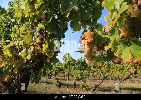 Monbazillac. Traubenbündel mit Beginn der Edelfäule (Botrytis cinerea) Reifezeichen für die Ernte in den Reben und Weinbergen von Monbazi Stockfoto