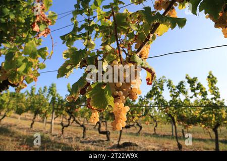 Monbazillac. Traubenbündel mit Beginn der Edelfäule (Botrytis cinerea) Reifezeichen für die Ernte in den Reben und Weinbergen von Monbazi Stockfoto