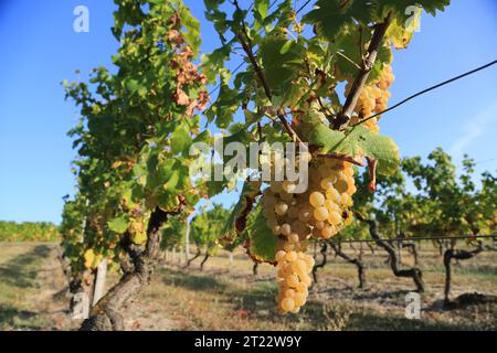 Monbazillac. Traubenbündel mit Beginn der Edelfäule (Botrytis cinerea) Reifezeichen für die Ernte in den Reben und Weinbergen von Monbazi Stockfoto