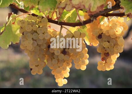 Monbazillac. Traubenbündel mit Beginn der Edelfäule (Botrytis cinerea) Reifezeichen für die Ernte in den Reben und Weinbergen von Monbazi Stockfoto