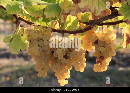 Monbazillac. Traubenbündel mit Beginn der Edelfäule (Botrytis cinerea) Reifezeichen für die Ernte in den Reben und Weinbergen von Monbazi Stockfoto