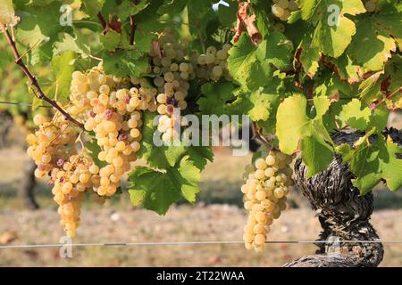 Monbazillac. Traubenbündel mit Beginn der Edelfäule (Botrytis cinerea) Reifezeichen für die Ernte in den Reben und Weinbergen von Monbazi Stockfoto