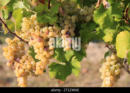 Monbazillac. Traubenbündel mit Beginn der Edelfäule (Botrytis cinerea) Reifezeichen für die Ernte in den Reben und Weinbergen von Monbazi Stockfoto