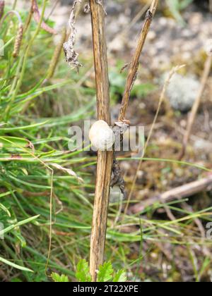 Viele mediterrane Sandschnecken Theba pisana hängen in der Mittagshitze in Porthcurno im Süden Englands an einer weißen Wand Stockfoto