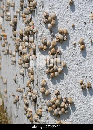 Viele mediterrane Sandschnecken Theba pisana hängen in der Mittagshitze in Porthcurno im Süden Englands an einer weißen Wand Stockfoto