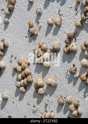 Viele mediterrane Sandschnecken Theba pisana hängen in der Mittagshitze in Porthcurno im Süden Englands an einer weißen Wand Stockfoto