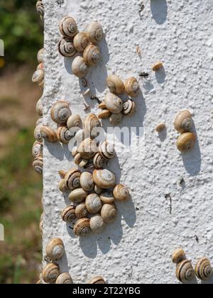 Viele mediterrane Sandschnecken Theba pisana hängen in der Mittagshitze in Porthcurno im Süden Englands an einer weißen Wand Stockfoto