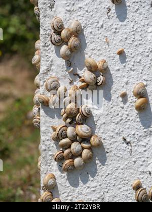 Viele mediterrane Sandschnecken Theba pisana hängen in der Mittagshitze in Porthcurno im Süden Englands an einer weißen Wand Stockfoto