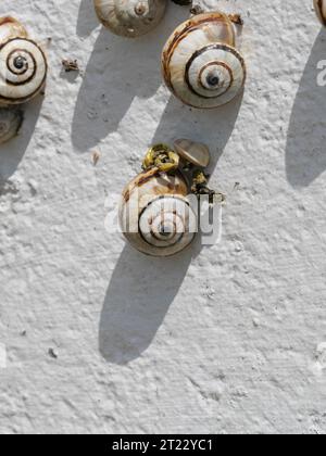 Viele mediterrane Sandschnecken Theba pisana hängen in der Mittagshitze in Porthcurno im Süden Englands an einer weißen Wand Stockfoto