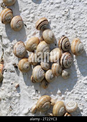 Viele mediterrane Sandschnecken Theba pisana hängen in der Mittagshitze in Porthcurno im Süden Englands an einer weißen Wand Stockfoto