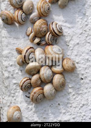 Viele mediterrane Sandschnecken Theba pisana hängen in der Mittagshitze in Porthcurno im Süden Englands an einer weißen Wand Stockfoto