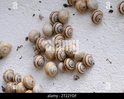 Viele mediterrane Sandschnecken Theba pisana hängen in der Mittagshitze in Porthcurno im Süden Englands an einer weißen Wand Stockfoto