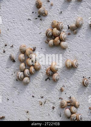 Viele mediterrane Sandschnecken Theba pisana hängen in der Mittagshitze in Porthcurno im Süden Englands an einer weißen Wand Stockfoto