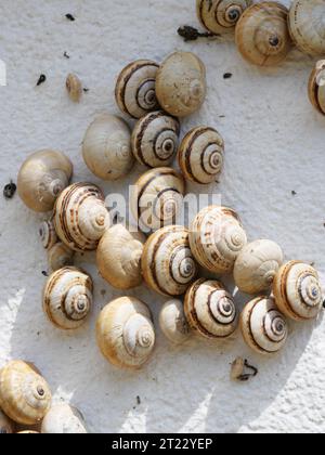 Viele mediterrane Sandschnecken Theba pisana hängen in der Mittagshitze in Porthcurno im Süden Englands an einer weißen Wand Stockfoto