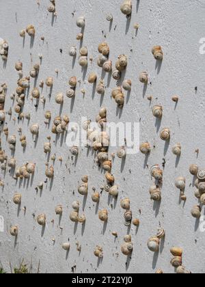 Viele mediterrane Sandschnecken Theba pisana hängen in der Mittagshitze in Porthcurno im Süden Englands an einer weißen Wand Stockfoto