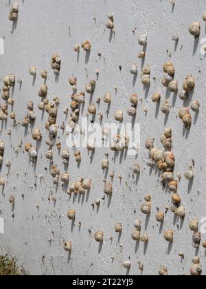 Viele mediterrane Sandschnecken Theba pisana hängen in der Mittagshitze in Porthcurno im Süden Englands an einer weißen Wand Stockfoto