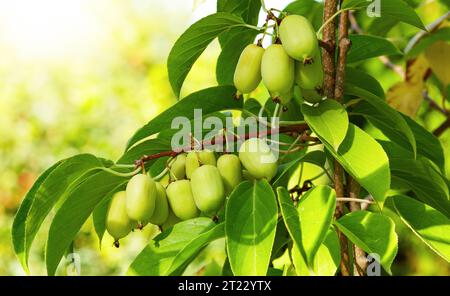 Beeren actinidia auf einem Ast-Nahaufnahme im Garten Stockfoto