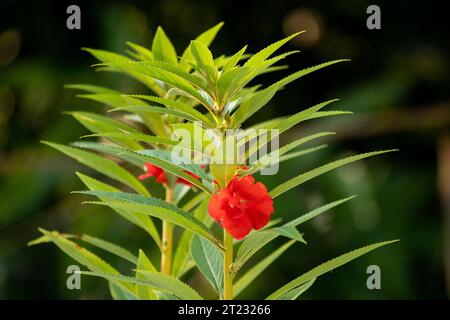 Impatiens balsamina, auch bekannt als Balsam, Gartenbalsam, Rosenbalsam Touch-me-not Spoted Snapweed Dopati sind Blumen mit Ursprung in Südasien Indien Stockfoto