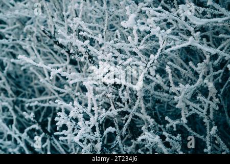 Nahaufnahme von Buschzweigen, die mit Raureif bedeckt sind, nach Eisnebel und Schnee im morgendlichen Winterwald. Echter Winter- und Weihnachtsferien-Hintergrund Stockfoto