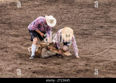 Zwei Cowboys bei einem Rodeo lösen das Kalb, nachdem ein Cowboy seine Beine geschnürt hat, und ein Kalbsseilwettbewerb. Die Arena ist Dreck. Das Kalb ist braun. Die beiden Kuh Stockfoto