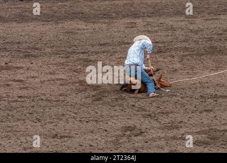 Ein Cowboy bei einem Rodeo hat ein Kalb geschnürt und seine Beine zusammengebunden. Und ein Kalbsseilwettbewerb. Die Arena ist Dreck. Das Kalb ist braun. Der Cowboy trägt B Stockfoto