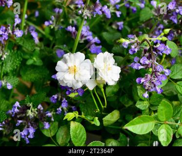 Eine Nahaufnahme von zwei blühenden Schneegürtelrosen, umgeben von üppigem Laub Stockfoto