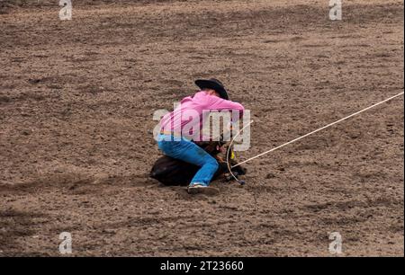 Ein Cowboy bei einem Rodeo hat ein Kalb geschnürt und seine Beine zusammengebunden. Und ein Kalbsseilwettbewerb. Die Arena ist Dreck. Das Kalb ist braun. Der Cowboy trägt R Stockfoto