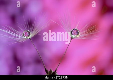 Wunderschöner Wassertropfen auf einem Löwenzahn-Samen-Makro in der Natur. Wunderschöner tiefgesättigter rosafarbener Hintergrund, Stockfoto