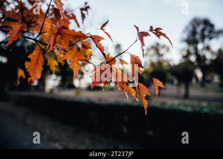 Season of beautiful autumn leaves. dark picture with bright leaves. Stockfoto
