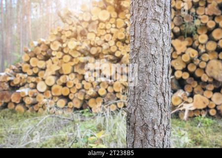 Nahaufnahme eines Baumstamms mit abgeschnittenen Bäumen im Hintergrund, selektiver Fokus. Stockfoto