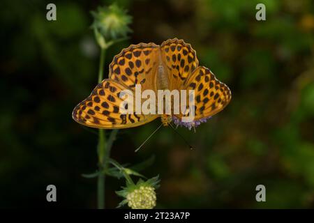 Argynnis Paphia Familie Nymphalidae Gattung Argynnis Silber-gewaschener Fritillary Schmetterling wilde Natur Insektenfotografie, Bild, Tapete Stockfoto