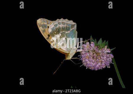 Argynnis Paphia Familie Nymphalidae Gattung Argynnis Silber-gewaschener Fritillary Schmetterling wilde Natur Insektenfotografie, Bild, Tapete Stockfoto