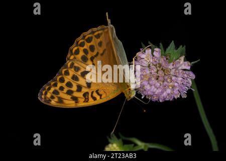 Argynnis Paphia Familie Nymphalidae Gattung Argynnis Silber-gewaschener Fritillary Schmetterling wilde Natur Insektenfotografie, Bild, Tapete Stockfoto