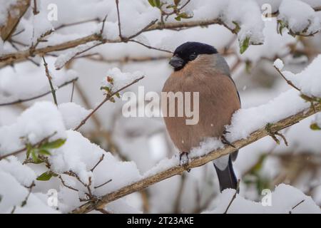 Weiblicher Bullfink (Pyrrhula pyrrhula) auf einem Ast im Schnee Stockfoto