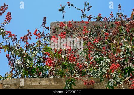 Rote, stachelige Frucht - Rambutan (Nephelium lappaceum) - reift auf einem Baum, Tilos, Griechenland. Stockfoto
