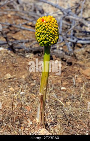 Samen-/Fruchtkopf von Dracunculus vulgaris, Drachenlilie, Dragon arum, Drakondia, Tilos, Griechenland 2023 Stockfoto