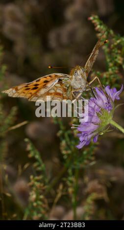 Juodakakaktis perlinukas Argynnis adippe Familie Nymphalidae Gattung Fabriciana High Brown Fritillary Schmetterling wilde Natur Insektenfotografie, Bild Stockfoto