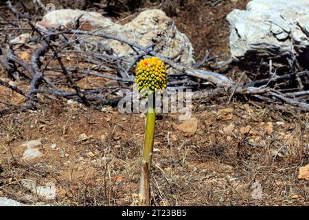 Samen-/Fruchtkopf von Dracunculus vulgaris, Drachenlilie, Dragon arum, Drakondia, Tilos, Griechenland 2023 Stockfoto