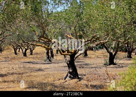 Olivenhain mit knorrigen alten Bäumen, Lesbos, Griechenland. 2023 Stockfoto