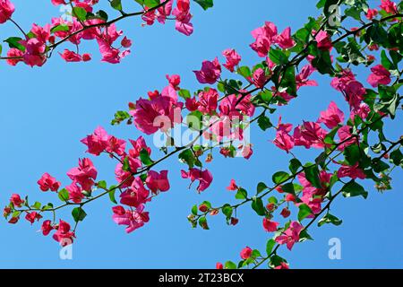 Hübsche Bougainvillea-Blumen - rosa vor blauem Himmel. 2023 Stockfoto