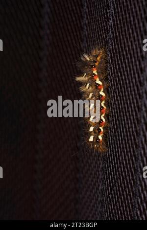 Rūgštyninis strėlinukas Acronicta rumicis Familie Noctuidae Gattung Acronicta Knot Grasmotte raupe wilde Natur Insektenfotografie, Bild, Wallpa Stockfoto