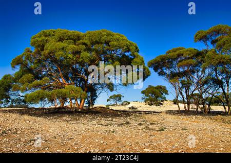 Hohe, verstreute Eukalyptusbäume in einer trockenen Quarzwüste. Westaustralisches Outback, Niagara Dam Nature Reserve in der Nähe von Kookynie, Shit of Menzies Stockfoto