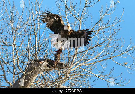 Weißkopfseeadler hebt sich von einem Baum mit einem frisch gefangenen Kaninchen ab. Stockfoto